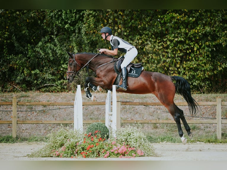 KWPN Mare 10 years 16.2 hh Brown in Riedstadt