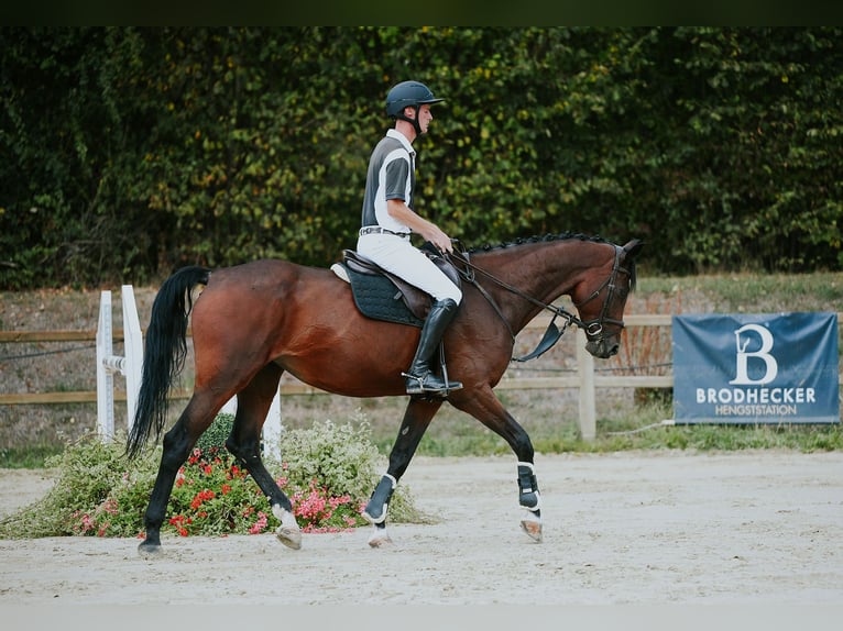 KWPN Mare 10 years 16.2 hh Brown in Riedstadt