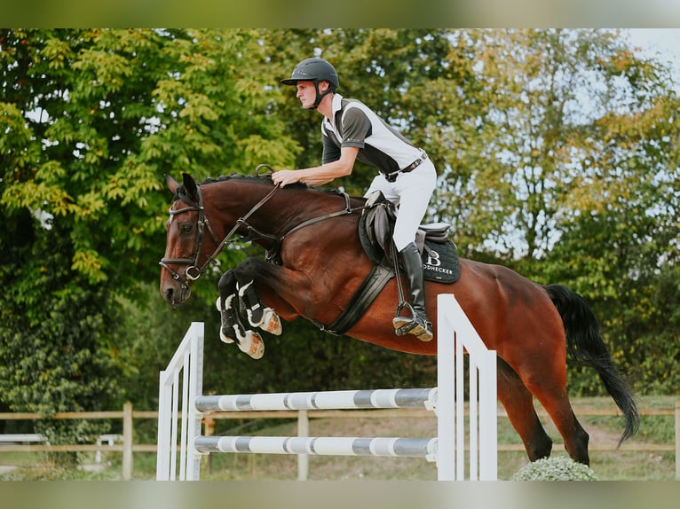 KWPN Mare 10 years 16.2 hh Brown in Riedstadt