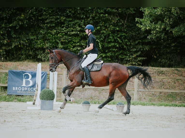 KWPN Mare 10 years 16.2 hh Brown in Riedstadt