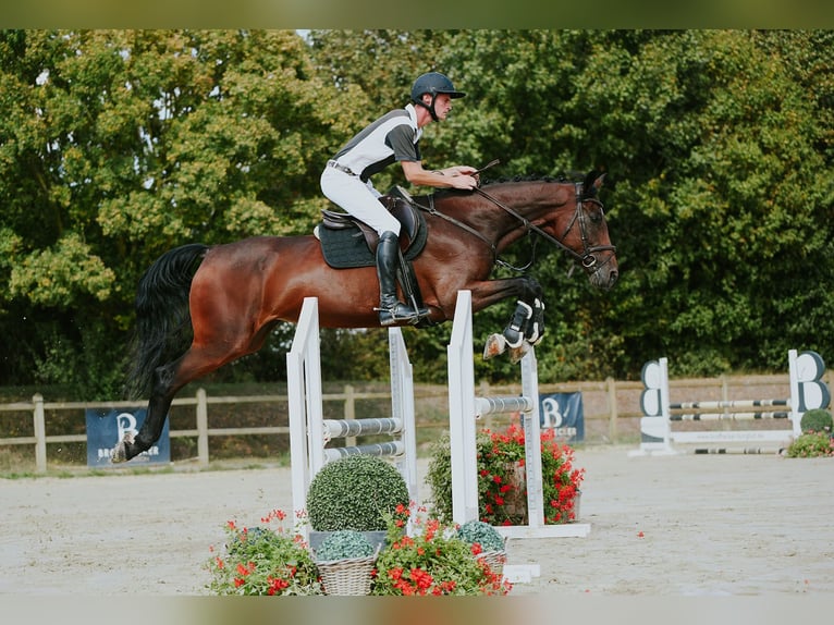KWPN Mare 10 years 16.2 hh Brown in Riedstadt