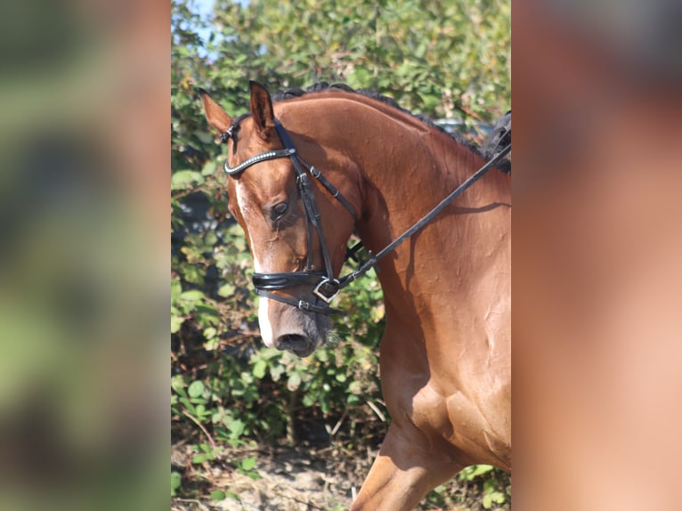 KWPN Mare 10 years 16,2 hh Chestnut in Leiden