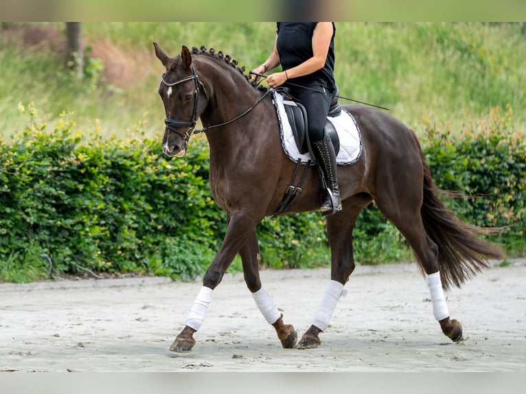 KWPN Mare 10 years 16.2 hh Chestnut-Red in Kaldenkirchen