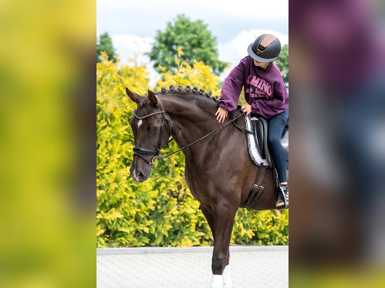 KWPN Mare 10 years 16.2 hh Chestnut-Red in Kaldenkirchen