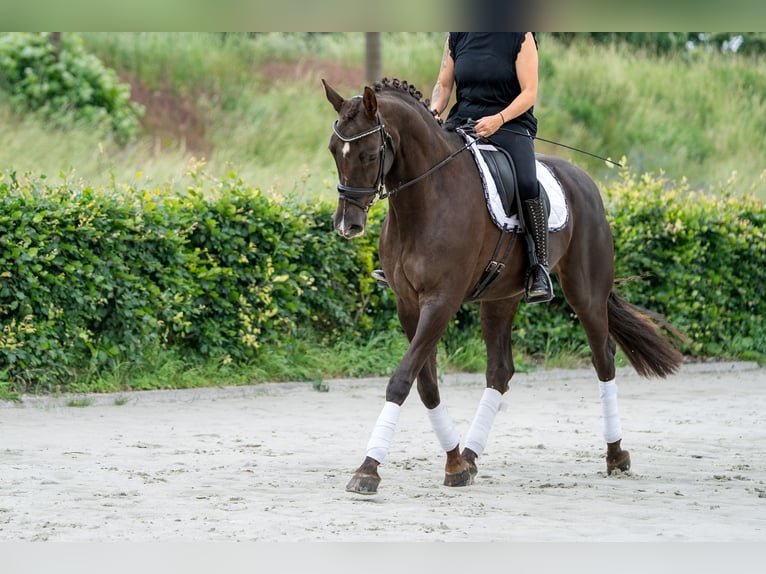KWPN Mare 10 years 16.2 hh Chestnut-Red in Kaldenkirchen