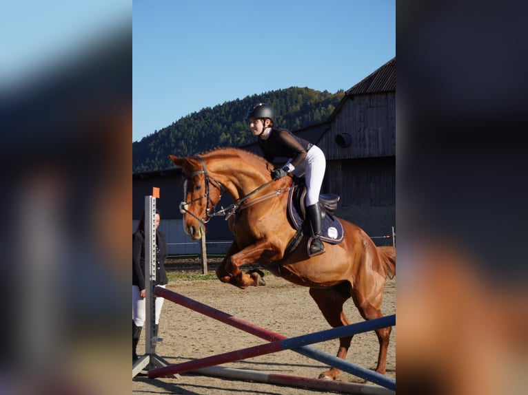 KWPN Mare 10 years 16,2 hh Chestnut-Red in Klagenfurt