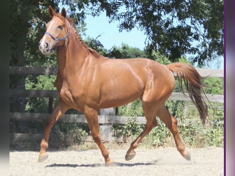 KWPN Mare 10 years 16,2 hh Chestnut-Red in Klagenfurt