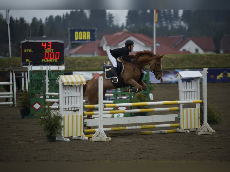 KWPN Mare 10 years 16,2 hh Chestnut-Red in Klagenfurt