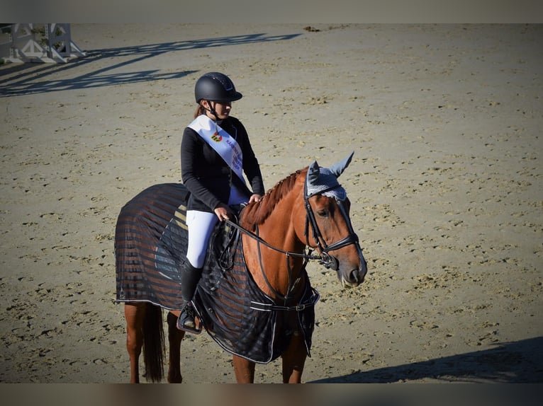 KWPN Mare 10 years 16,2 hh Chestnut-Red in Klagenfurt