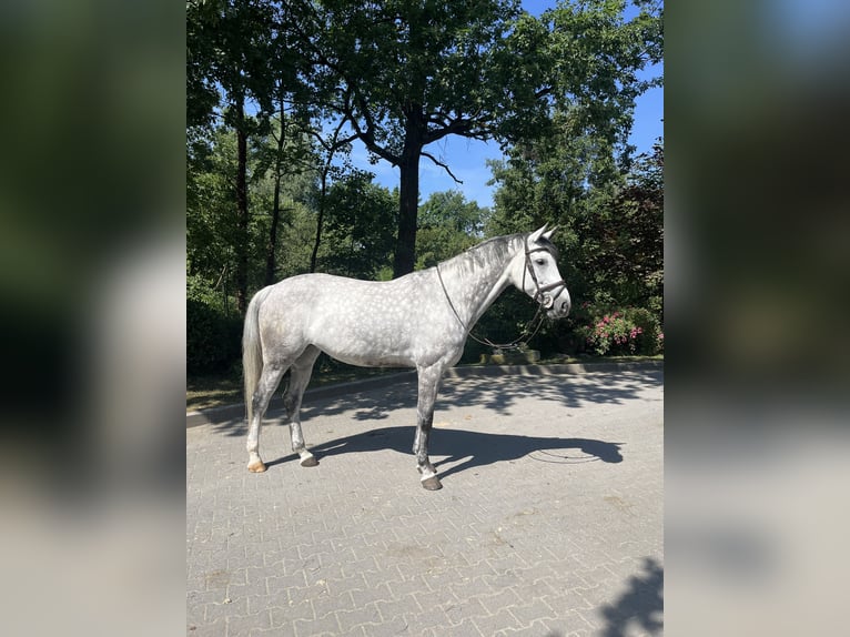 KWPN Mare 10 years 16.2 hh Grey-Dapple in RecklinghausenRecklinghausen