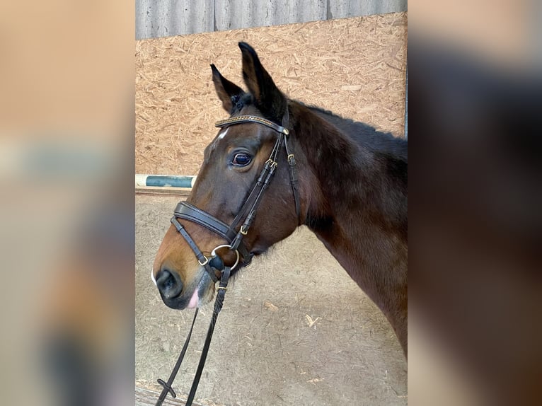 KWPN Mare 10 years 16,3 hh Bay-Dark in Hude (Oldenburg)Hude