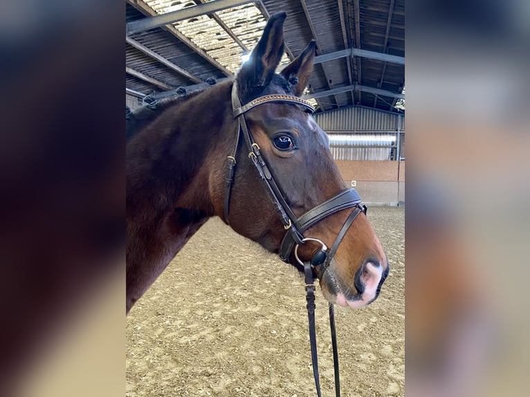 KWPN Mare 10 years 16,3 hh Bay-Dark in Hude (Oldenburg)Hude