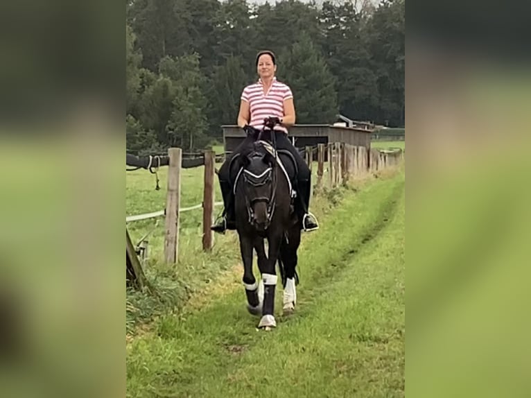 KWPN Mare 10 years 16,3 hh Bay-Dark in Datteln