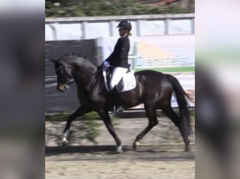 KWPN Mare 10 years 16,3 hh Bay-Dark in Datteln