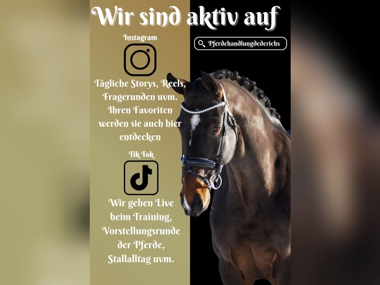 KWPN Mare 10 years 16,3 hh Brown in Nettersheim