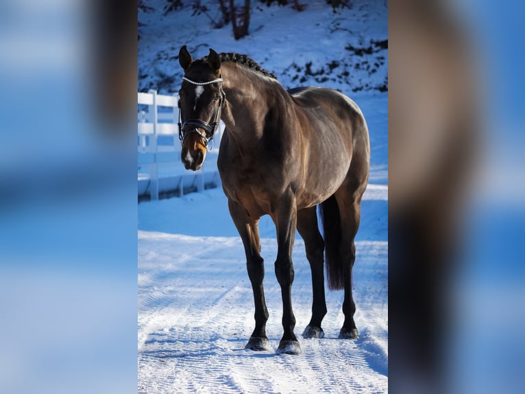 KWPN Mare 10 years 16,3 hh Brown in Nettersheim