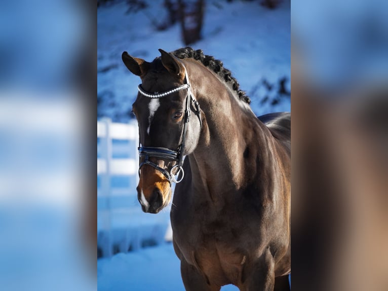 KWPN Mare 10 years 16,3 hh Brown in Nettersheim