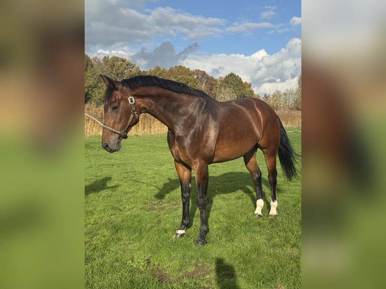 KWPN Mare 10 years 16 hh Bay-Dark in Breukelen