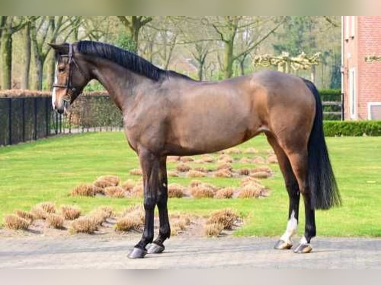 KWPN Mare 10 years 16 hh Bay-Dark in Bladel
