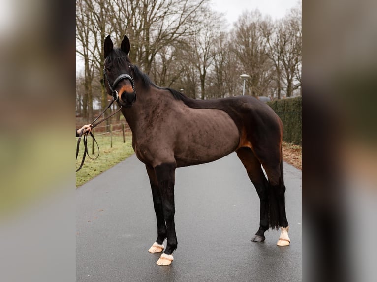 KWPN Mare 10 years 16 hh Black in Nettetal