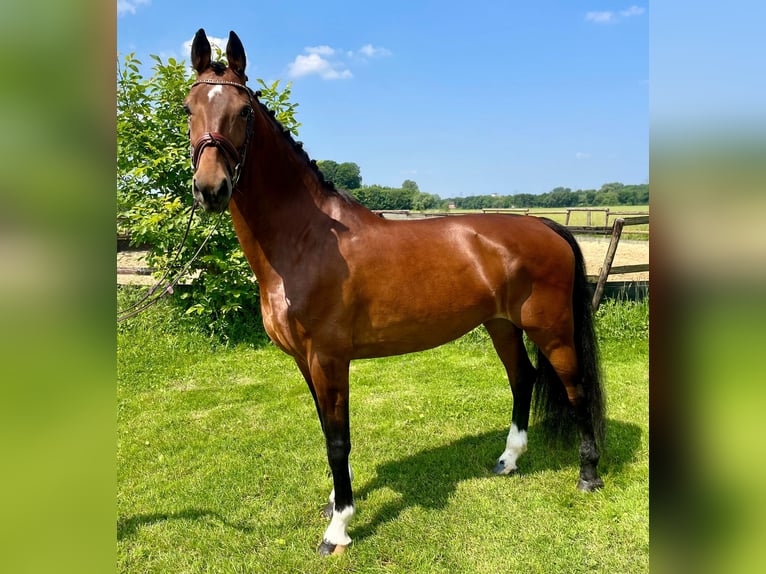 KWPN Mare 10 years 16 hh Brown in Langerwehe