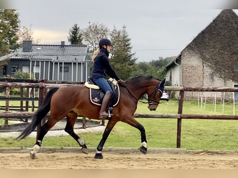 KWPN Mare 10 years 16 hh Brown in Langerwehe