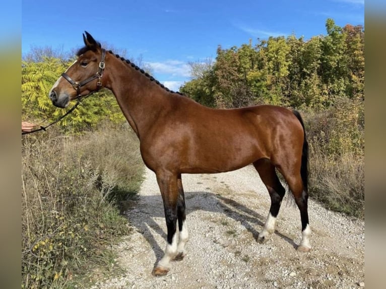KWPN Mare 10 years 16 hh Brown in Nagykáta