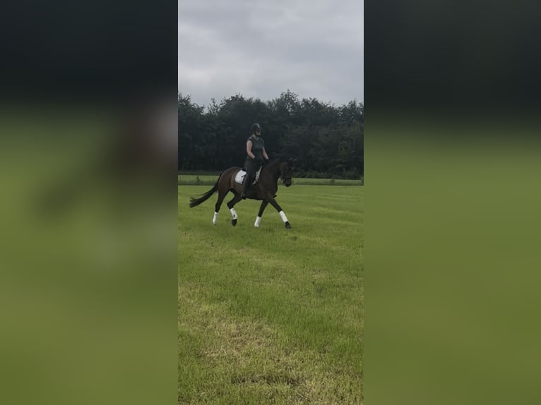KWPN Mare 10 years 16 hh Brown in Hengelo (Gld)