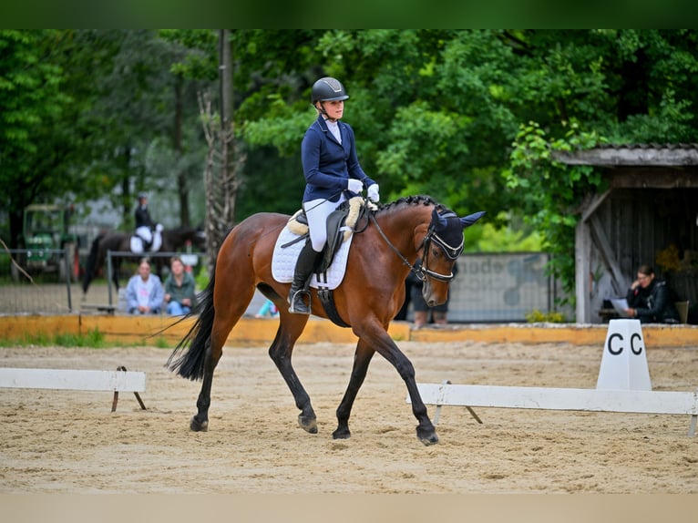 KWPN Mare 10 years 16 hh Brown in Schlins
