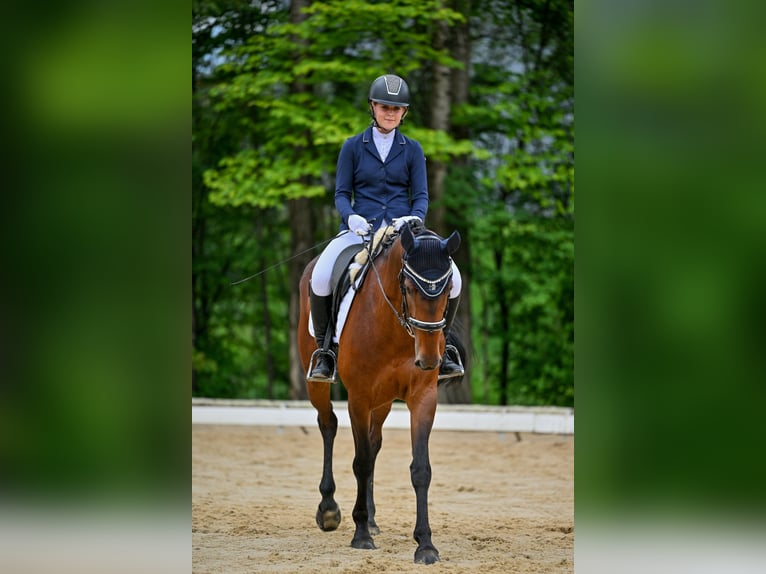 KWPN Mare 10 years 16 hh Brown in Schlins