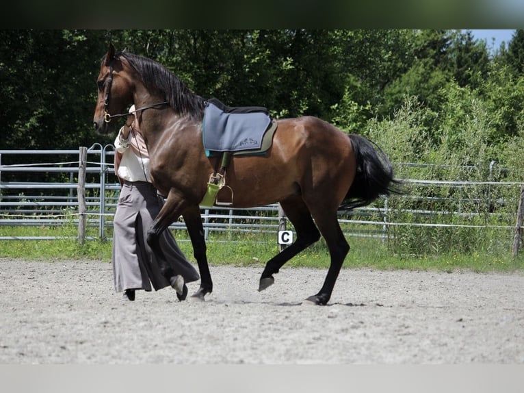 KWPN Mare 10 years 16 hh Brown in Beschling