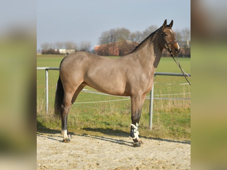 KWPN Mare 10 years 16 hh Brown in Geilenkirchen