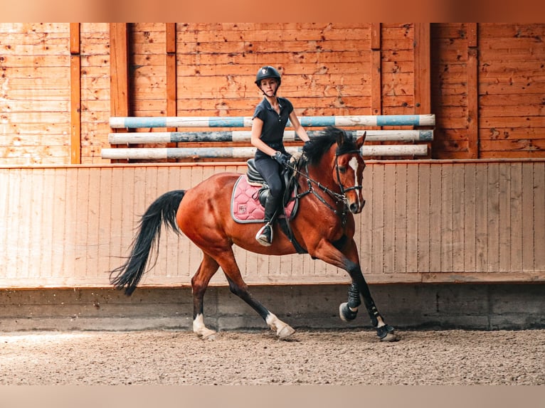 KWPN Mare 10 years 16 hh Brown in Buttisholz