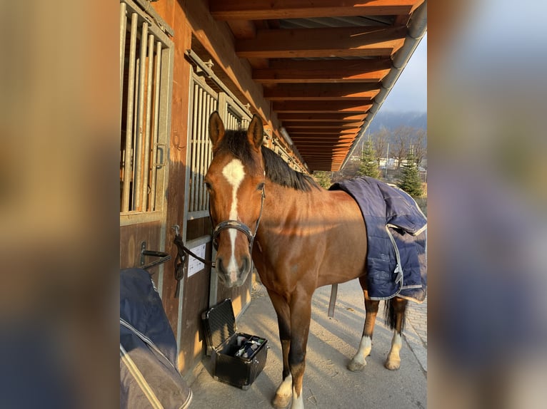 KWPN Mare 10 years 16 hh Brown in Buttisholz