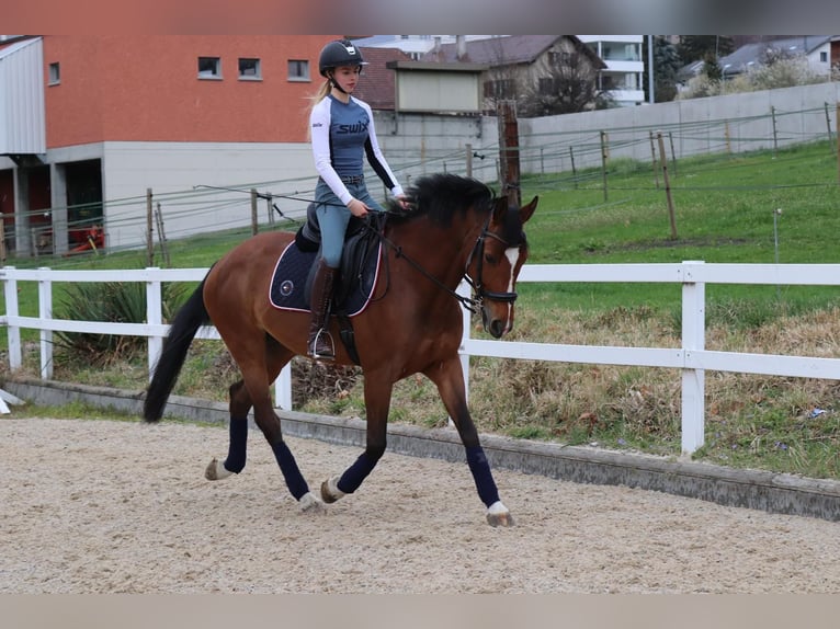 KWPN Mare 10 years 16 hh Brown in Buttisholz