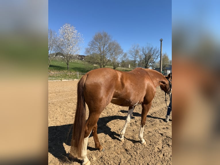 KWPN Mare 10 years 16 hh Chestnut-Red in Pirmasens