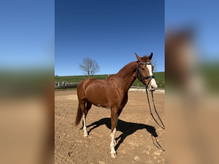 KWPN Mare 10 years 16 hh Chestnut-Red in Pirmasens