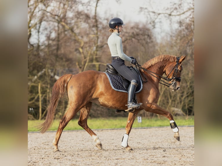 KWPN Mare 10 years 16 hh Chestnut-Red in Broeksterwâld