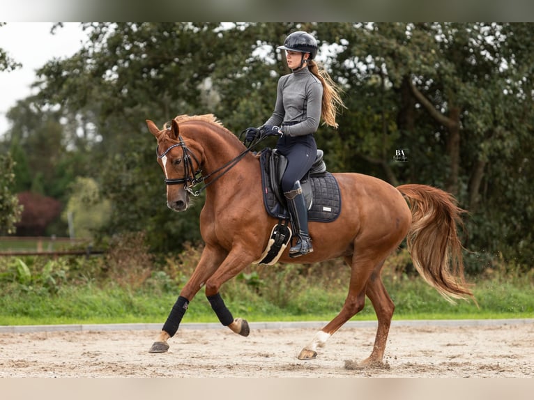 KWPN Mare 10 years 16 hh Chestnut-Red in Broeksterwâld