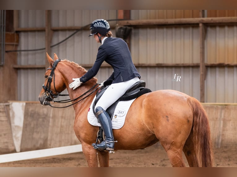 KWPN Mare 10 years 16 hh Chestnut-Red in Broeksterwâld