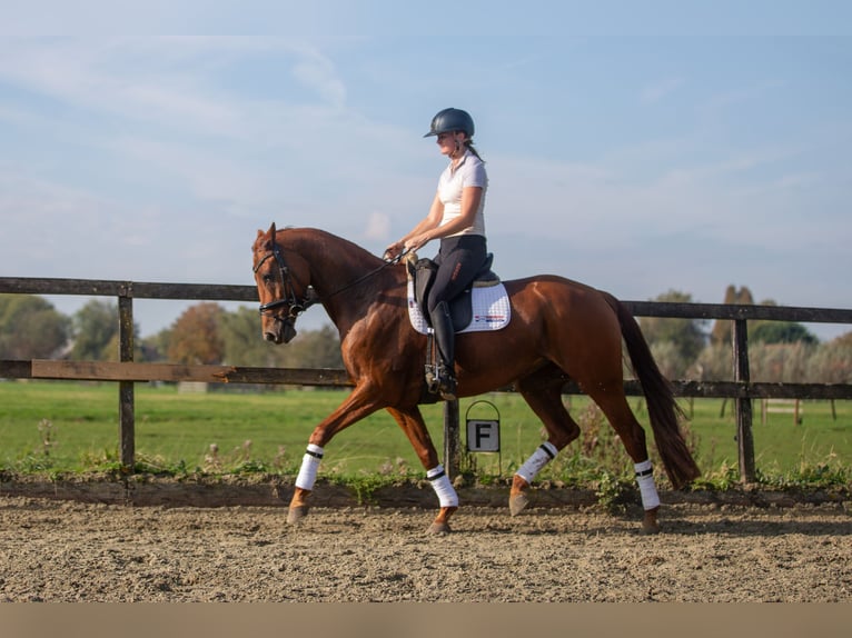 KWPN Mare 10 years 16 hh Chestnut-Red in Kedichem