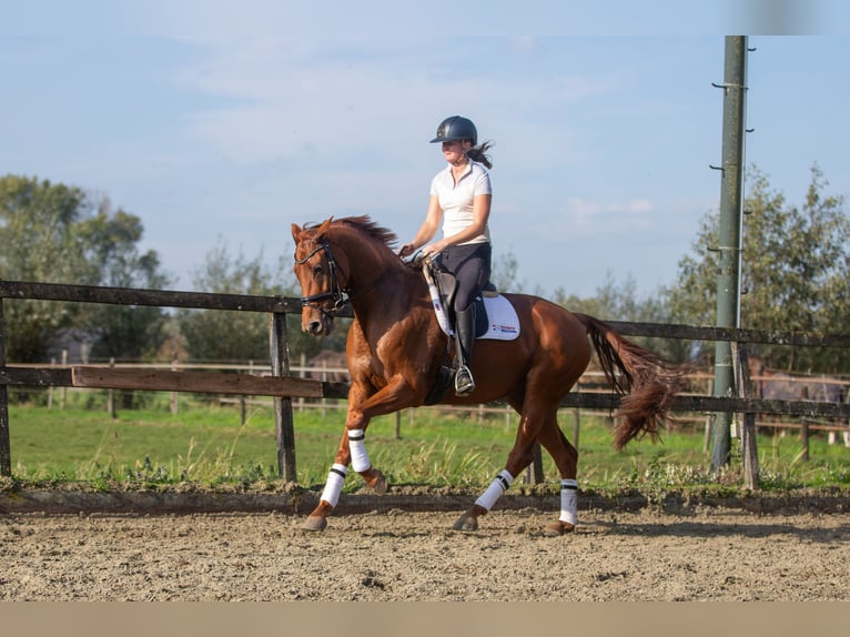 KWPN Mare 10 years 16 hh Chestnut-Red in Kedichem