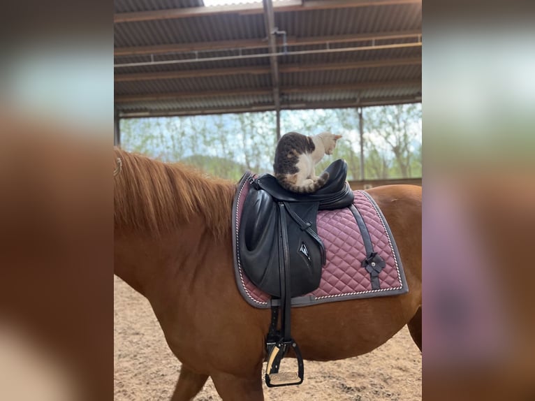 KWPN Mare 10 years 16 hh Chestnut-Red in Blieskastel