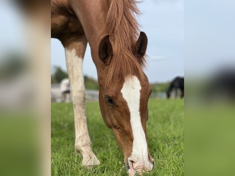 KWPN Mare 10 years 16 hh Chestnut-Red in Blieskastel
