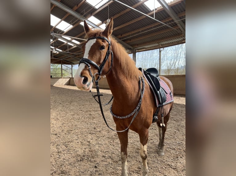 KWPN Mare 10 years 16 hh Chestnut-Red in Blieskastel