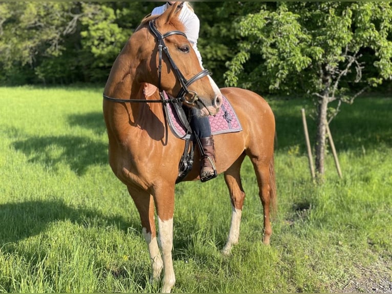 KWPN Mare 10 years 16 hh Chestnut-Red in Blieskastel