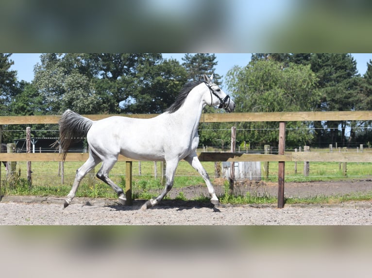 KWPN Mare 10 years 16 hh Gray in Achtmaal