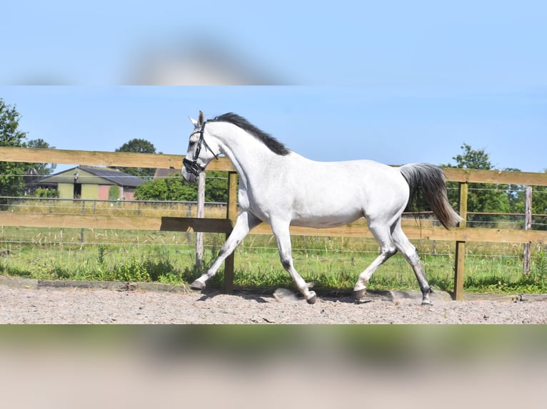 KWPN Mare 10 years 16 hh Gray in Achtmaal