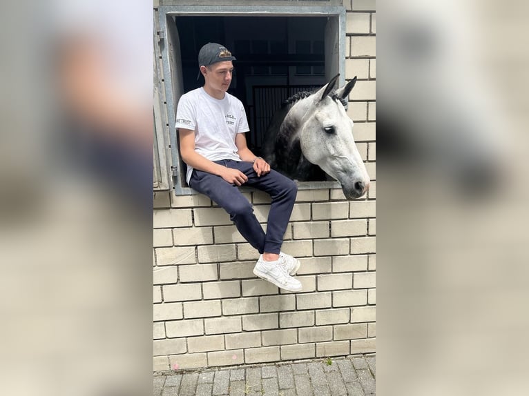 KWPN Mare 10 years 16 hh Gray in Bodegraven