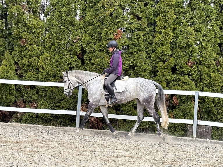 KWPN Mare 10 years 16 hh Grey-Dapple in Wintersingen